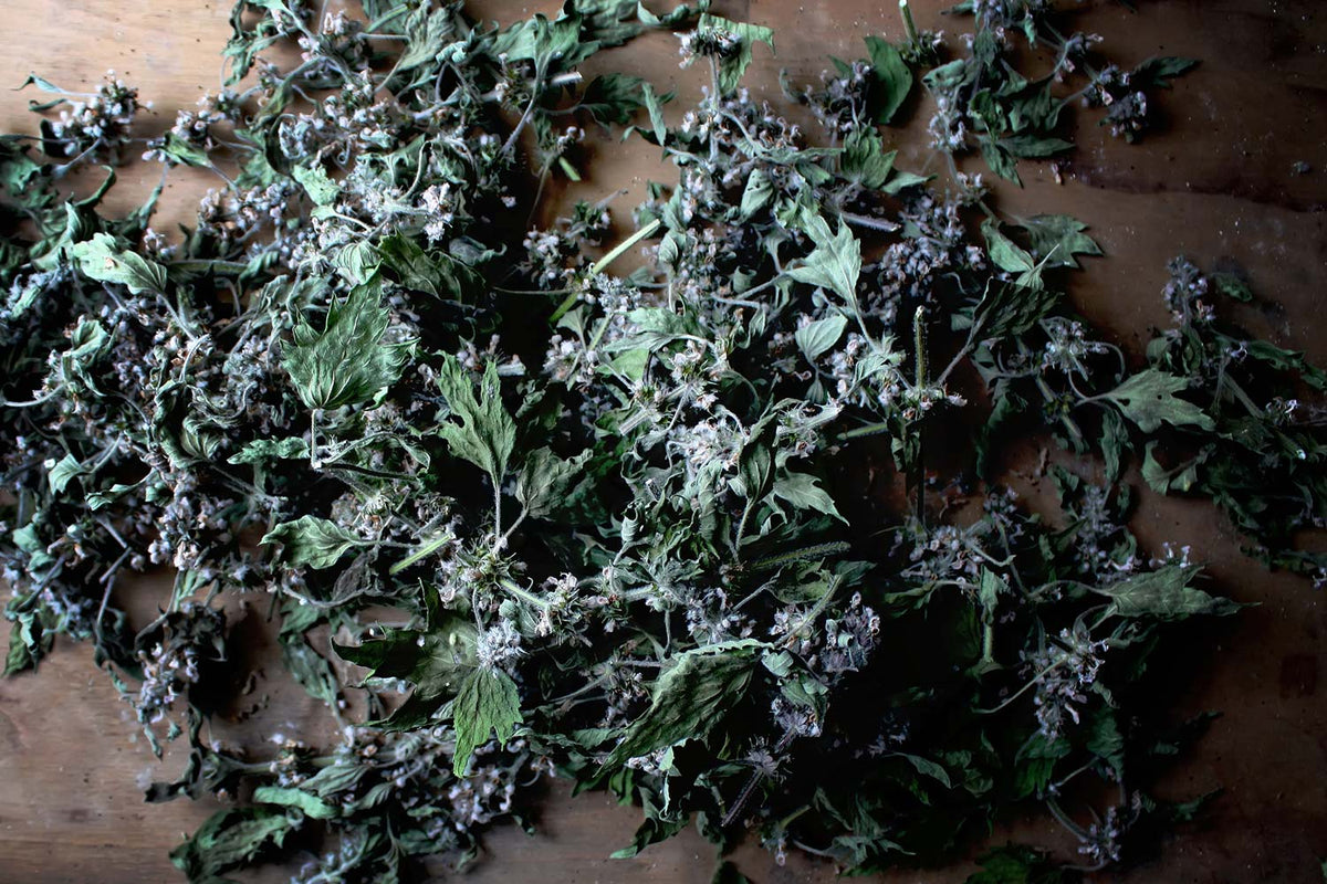 Plants as Medicine - Matriarch Herbs