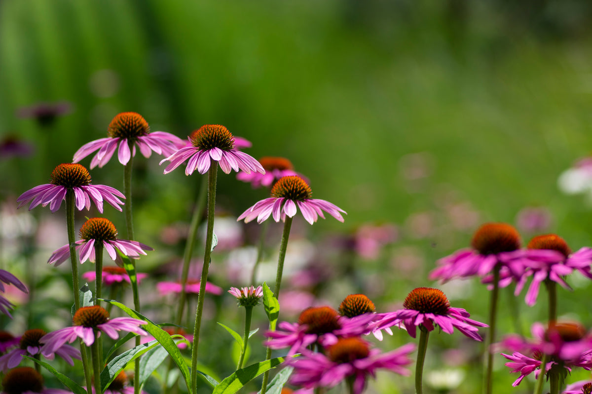 How I Discovered Herbs - Matriarch Herbs